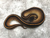 Blackhead Genetic Stripe pos. Het Hypo