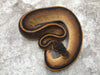 Blackhead Genetic Stripe pos. Het Hypo