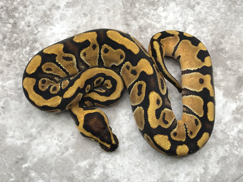 Enchi Blade Het Clown