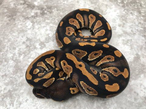 Blackhead Het Clown pos. Het Hypo