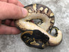 Blackhead Yellow Belly Het Desert Ghost