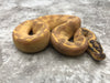 Super Enchi Freeway