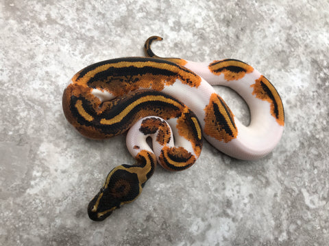 Yellow Belly Pied