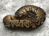 Het Desert Ghost Het TSK Axanthic