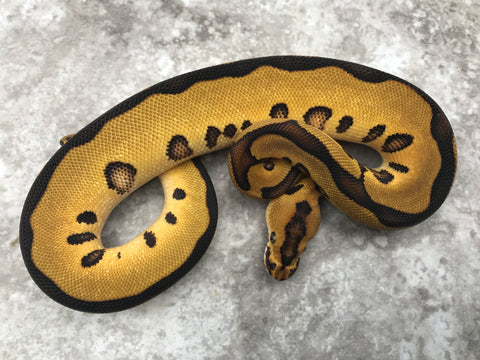 Leopard Enchi Blade Clown