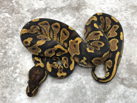 Yellow Belly Het Desert Ghost Het Black Axanthic