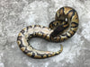 Chocolate Yellow Belly Het Desert Ghost