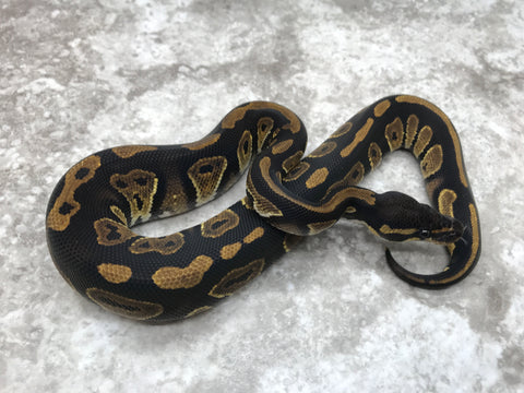 Blackhead Het Desert Ghost