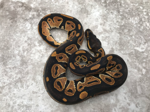 Blackhead Het Genetic Stripe pos. Het Hypo