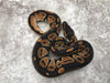 Blackhead Het Genetic Stripe pos. Het Hypo
