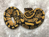 Enchi Blade Het Clown