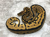 Leopard Spotnose Het Clown