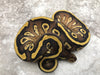 Mojave Yellow Belly Het Desert Ghost