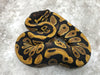 Asphalt Chocolate Het Desert Ghost