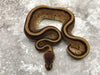 Enchi Genetic Stripe
