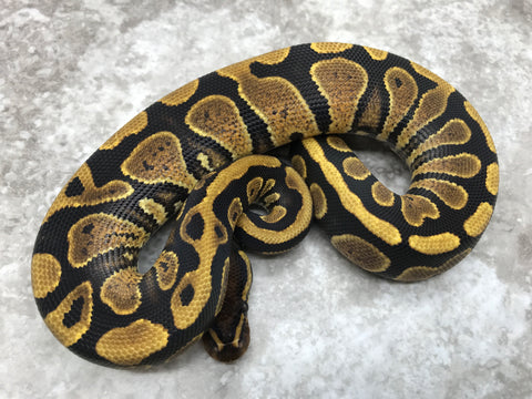 Yellow Belly Het Desert Ghost