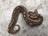 Black Pastel Hypo Het Clown