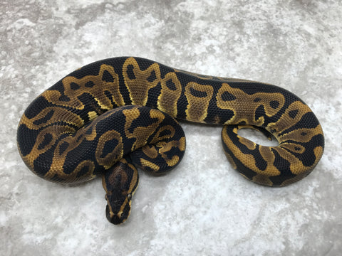Leopard Het Clown Het Desert Ghost