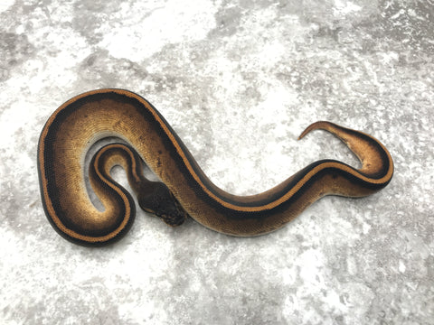Blackhead Genetic Stripe pos. Het Hypo