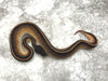 Blackhead Genetic Stripe pos. Het Hypo