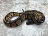 Chocolate Yellow Belly Het Desert Ghost