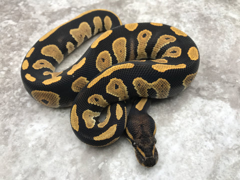 Blackhead Desert Ghost