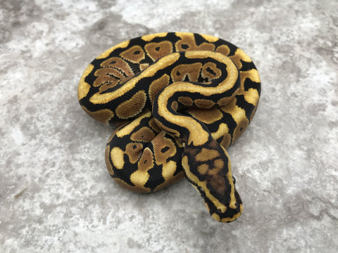 Spotnose Het Hypo Het Clown