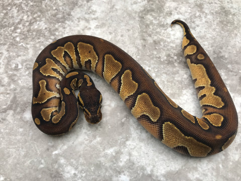 Blackhead Enchi pos Het Pied