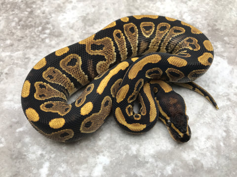 Asphalt Het Clown