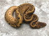Blackhead Leopard Spider Fire Pinstripe Het TSK Axanthic