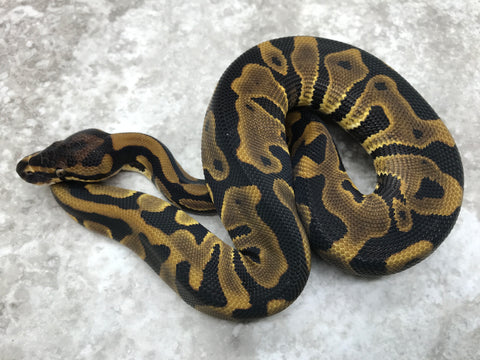 Leopard Het Clown Het Desert Ghost